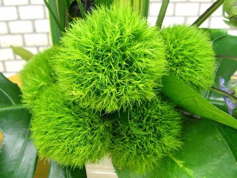 Green Trick | Dianthus barbatus 'green trick' | Flower Database Green Dianthus, Dianthus Flowers, Dianthus Barbatus, Blue Algae, Petal Pushers, Sweet William, Scientific Name, Hardy Perennials, Front Garden