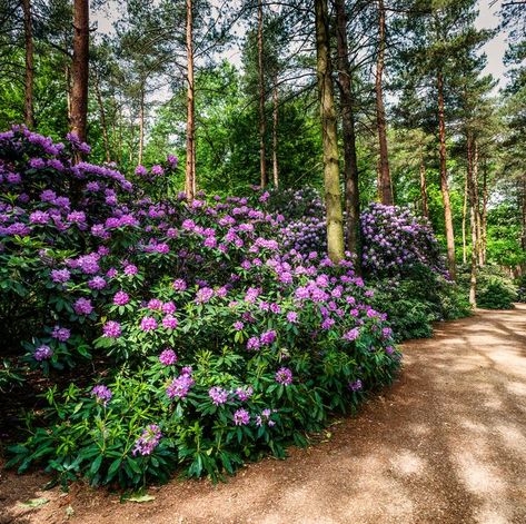 Rhododendron Garden, Shade Garden Design, Shade Flowers, Have Inspiration, Forest Garden, Beautiful Plants, Hardy Perennials, Hus Inspiration, Woodland Garden