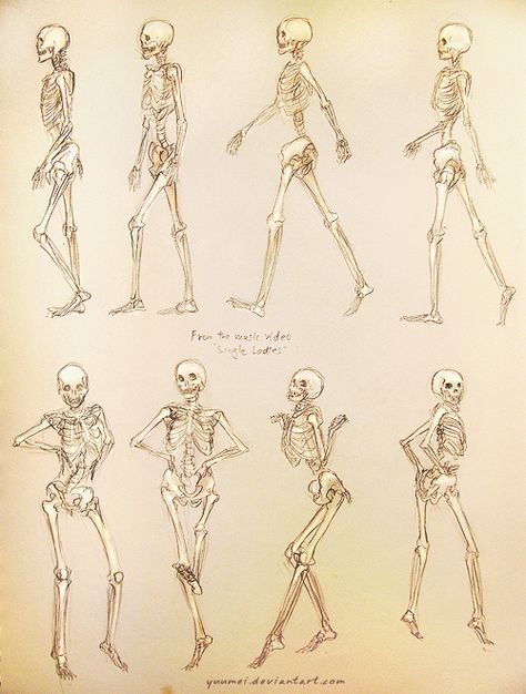 Scientific Illustration | Single Ladies Skeleton Study Skeleton Study, Yuumei Art, Female Skeleton, Skeleton Anatomy, Skeleton Drawings, Human Skeleton, Human Anatomy Art, Single Ladies, Anatomy Poses