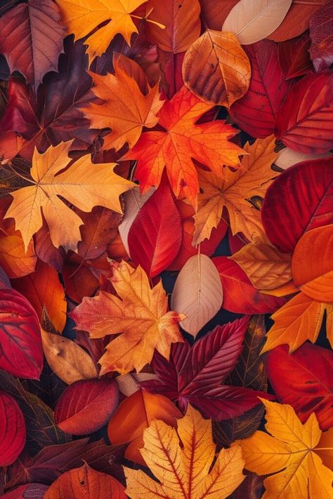 Fall Iphone Background Phone Wallpapers, Red Fall Aesthetic, Wallpaper Fall Autumn, Fall Leaves Wallpaper, 2024 Home Decor Trends, Halloween Iphone Wallpaper, Fall Leaves Background, Fall Iphone Wallpaper, Computer Images