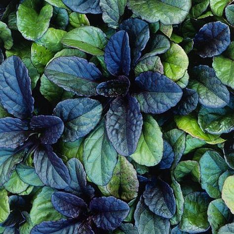 Best Ground Cover Plants, Ground Covers, Garden Wallpaper, Fast Growing Plants, Ground Cover Plants, Garden Yard Ideas, Flowers Perennials, Ground Cover, Lawn And Garden