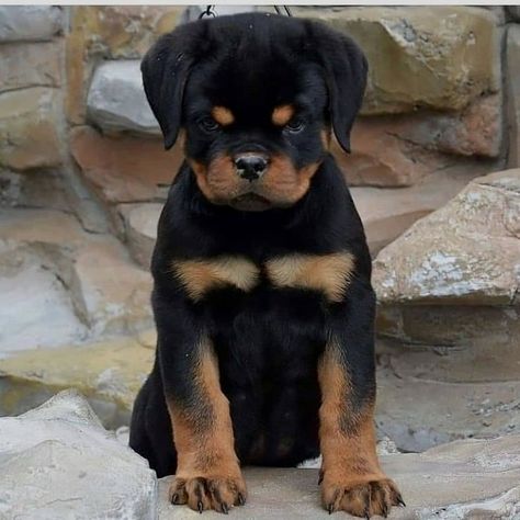 Ras Anjing, Rottweiler Love, Rottweiler Lovers, Funny Horses, Animal Tracks, Cute Dog Photos, Very Cute Dogs, Really Cute Dogs, Cute Dog Pictures