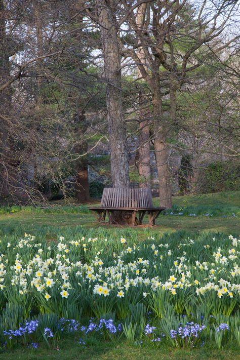 Narcissus 'Ice Follies' and Chionodoxa forbesii 'Blue Giant' On The Orchard Lawn. Chionodoxa Forbesii, Narcissus Daffodils, Chanticleer Garden, Glory Of The Snow, Patio Seating Area, Teacup Gardens, Gravel Garden, Moss Garden, Cut Flower Garden