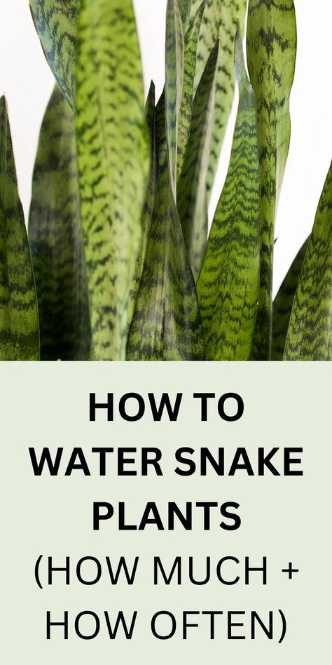 snake plant with green leaves Snake Plant Indoor, Lily Plant Care, Water Snake, Snake Plant Care, Easy House Plants, Lucky Plant, Shade Garden Plants, Snake Plants, Plant Care Houseplant