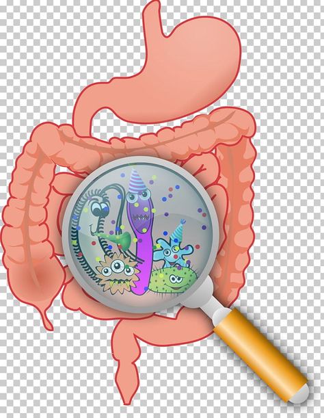 Small Intestine Bacterial Overgrowth, Hashimotos Disease, Gut Flora, Gaps Diet, Flora Intestinal, Gut Microbiota, Lactobacillus Acidophilus, Irritable Bowel, Gut Bacteria