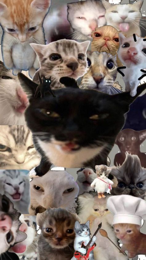 Multi photo wallpaper cat kawai Cat Lover Wallpaper, Cat Meme Wallpaper, Cat Collage, Wallpaper Cat, Multi Photo, Cat Wallpaper, Silly Cats, Photo Wallpaper, Random Stuff