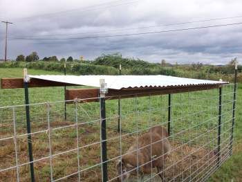 Quick Shelter Using Wedge-Loc & T-Post Construction | The Collie ... Small Cow Shelter, Rain Shelter For Dogs, Chicken Rain Shelter, Sheep Fence Ideas, Goat Shade Ideas, Donkey Pen Ideas, Cow Shelter Ideas, Sheep Shelter Ideas, Lamb Shelter