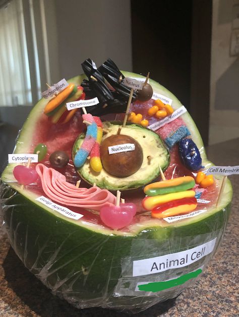 Edible Cell Model, Edible Animal Cell, Edible Cell Project, Watermelon Animals, Animal Cell Model, Plant Cell Project, Edible Cell, Cell Model Project, Plant Cell Model