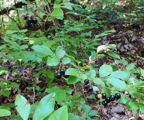 Black Huckleberry | Gaylussacia bachata. Berries are shiny and ripen in mid-late Summer. Found in the same areas as blueberries. Dry, rocky, sandy soils in open-mixed forests & thickets. One Acre Farm, Huckleberry Bush, Huckleberry Plant, Blueberry Picking, Blueberry Season, Edible Wild Plants, Small Shrubs, Grow Plants, Sandy Soil