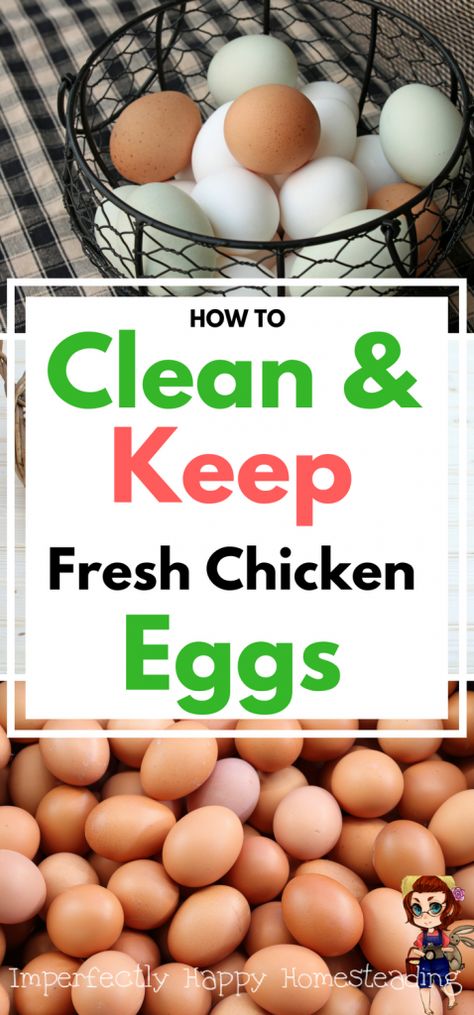 Fresh Eggs - How to clean, keep (store) and the determine freshness of chicken eggs from your homestead or backyard hens. Cleaning Chicken, Chicken Barn, Portable Chicken Coop, Best Chicken Coop, Raising Backyard Chickens, Chicken Coop Designs, Keeping Chickens, Organic Eggs, Building A Chicken Coop