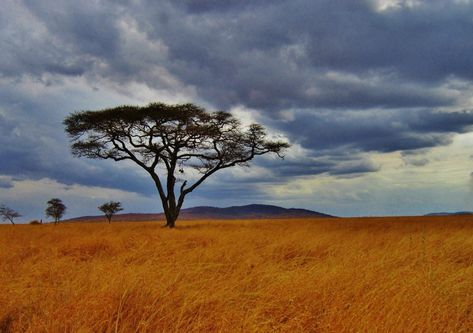 Tanzania Travel, African Sunset, Tanzania Africa, Acacia Tree, Tanzania Safari, Arusha, Safari Tour, Step By Step Painting, African Elephant