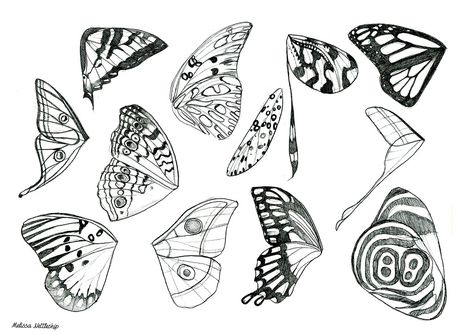 Butterfly and Moth Wings | Melissa Nettleship | Flickr Draw Butterfly Wings, Unique Butterfly Drawing, Moth Wings Drawing, Wings Template, How To Draw Butterfly, Drawing Wings, Draw Butterfly, Butterfly Wing Tattoo, Butterfly And Moth