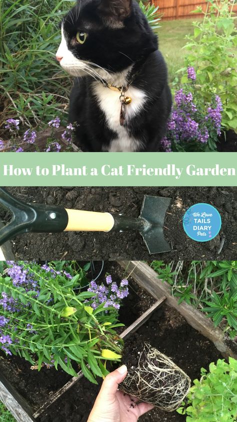 Non Toxic Outdoor Plants For Cats, Outdoor Cat Garden Ideas, Plants Cats Love, Cat Herb Garden, Cat Friendly Outdoor Plants, Garden For Cats, Cat Friendly Garden Ideas, Cat Friendly Backyard, Cat Friendly Patio