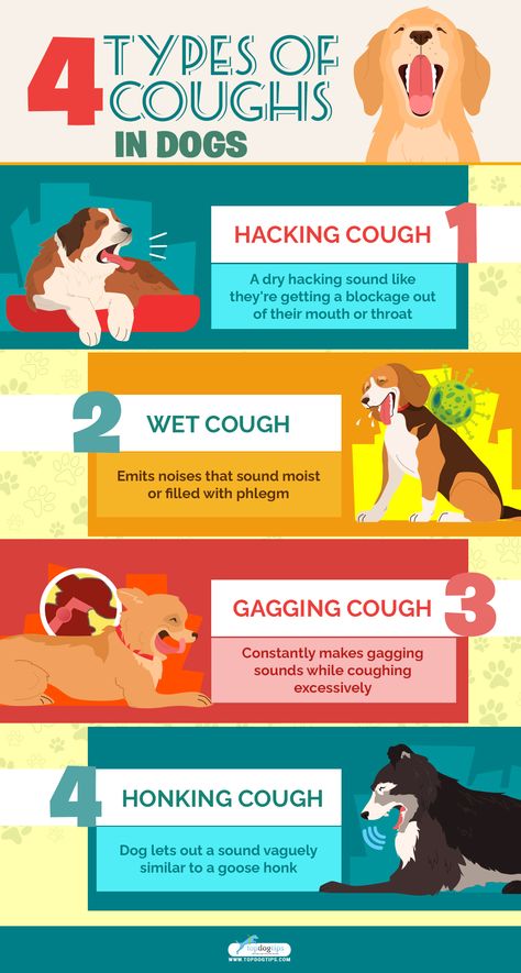 Dog Coughing and Gagging? This Is What It Means and What You Do Dog Coughing And Gagging, Dog Coughing, How To Stop Coughing, Dog Medicine, Dog Remedies, Cold And Cough Remedies, Dog Health Tips, What Dogs, Cold Home Remedies