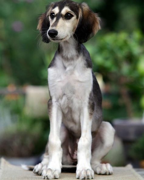 🐶To be featured👉 #salukicute Fro Saluki Puppy, Saluki Dogs, Afghan Hound, Hound Dog, Whippet, Dali, Beautiful Dogs, Big Dogs, Dog Pictures