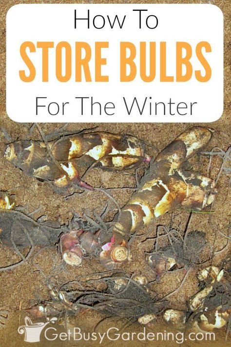 Tropical plants like cannas, dahlias, elephant ears and gladiolas are not hardy, and won’t survive the winter outside in cold climates. But these tender summer bulbs can easily be overwintered indoors, and grown again year after year! Learn how to dig them out of your garden in the fall and get them ready for storage. Plus, get tons of tips for storing tender bulbs in pots or packed in boxes for winter. #gardenbulbs #overwinterplants #fallgardening #gardening #garden Bulbs In Pots, Elephant Ear Bulbs, Canna Bulbs, Winter Outside, Summer Bulbs, Elephant Ear Plant, Winter Storage, Fall Bulbs, Overwintering