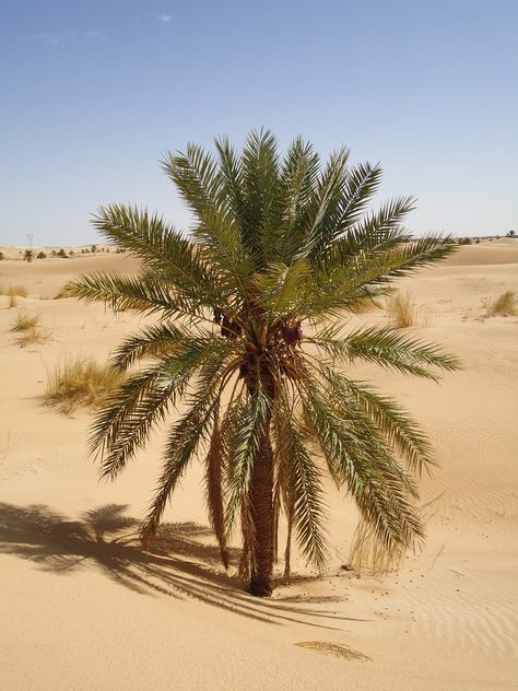 Liwa Oasis, Desert Palm, Desert Land, Date Palm, Desert Photography, Hd Nature Wallpapers, Desert Life, Photo Art Frame, Desert Oasis