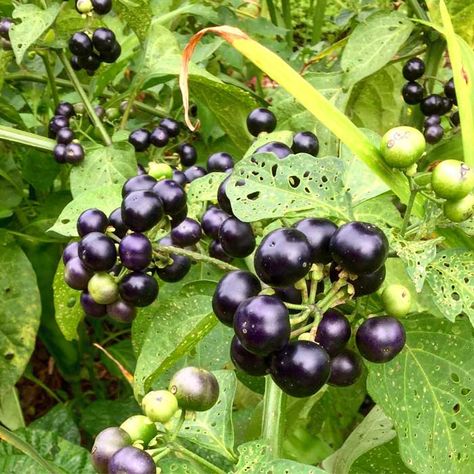 Recipe: Garden Huckleberry Preserves (a Nightshade Berry) - Tyrant Farms Black Nightshade Berries Recipes, Garden Huckleberry Recipes, Garden Huckleberry, Huckleberry Plant, Huckleberry Recipes, Huckleberry Jam, Concord Grape Jelly, Witchy Garden, Grape Flavor