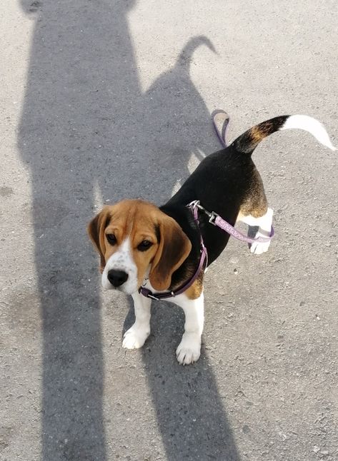 Begal Puppies, Boxer Beagle Mix, Baby Beagle, Cute Beagles, Dog Best Friend, Cute Dog Photos, Really Cute Dogs, Puppies And Kitties, Pretty Dogs