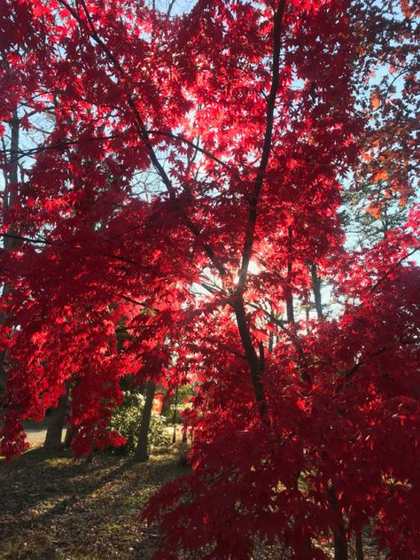 Sweet Red Aesthetic, Autumn Canada Aesthetic, Maple Trees Aesthetic, Dark Red Autumn Aesthetic, Fall Red Aesthetic, Autumn Red Aesthetic, Red Tree Aesthetic, Maple Tree Aesthetic, Red Aesthetic Fall