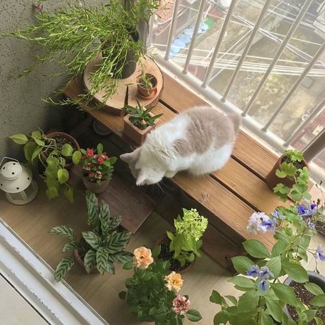 Spring Playlist, Music Cover Photos, Playlist Covers Photos, Summer Playlist, Aesthetic Japan, Playlist Covers, + Core + Aesthetic, Cat Aesthetic, Music Covers