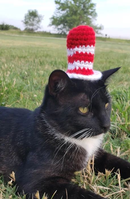 Hat on a Cat (with Pictures) - Instructables Cat Hat Crochet Pattern Free, Crochet Cat Hat Pattern Free, Hat For Cat Crochet, Crochet Hats For Cats, Crochet Cat Hat Pattern, Crochet Cat Hats, Crochet Hat For Cat, Cat Crochet Hat, Crochet Pet Hat