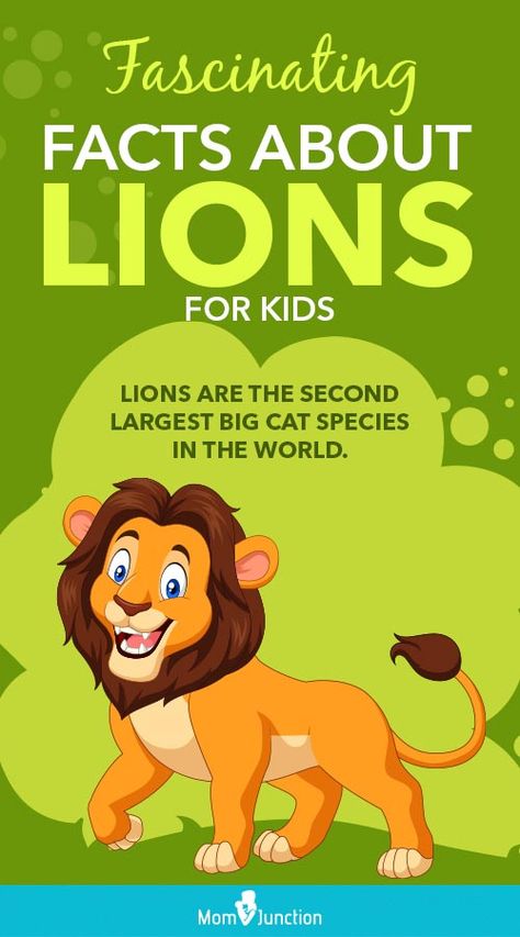 Lions are known for their roars and ferociousness, are highly social and move in a group referred to as the pride. Keep reading this MomJunction post to learn more such interesting facts about a lion. #kids #lionfatcs #kidsstuff Lion Facts For Kids, Lions For Kids, Fun Facts About Lions, Animals In The Bible, Lion Facts, Magic Tree House Books, Habitats Projects, Lion Baby Shower, Lion Craft