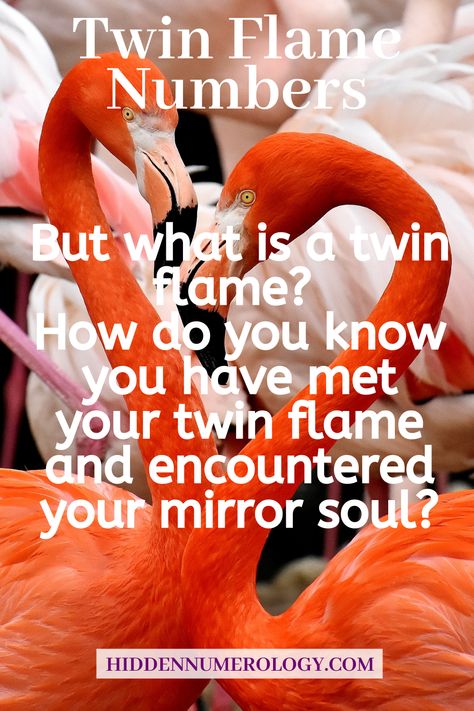 555 Twin Flame Meaning 444 Twin Flame Meaning 333 Twin Flame Meaning 222 Twin Flame Meaning #twinflamenumbers #twinflame #555twinflame #444twinflame #333twinflame #222twinflame 444 Meaning Twin Flames, 222 Twin Flame Number, 555 Twin Flame Meaning, 333 Twin Flame Meaning, 444 Twin Flame, 222 Twin Flame, 333 Meaning, 444 Meaning, Flames Meaning