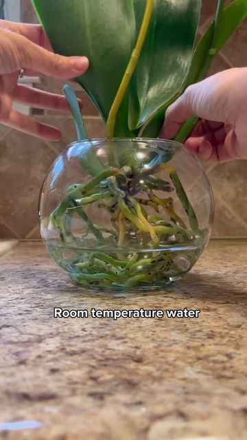 HousePlantParadise on Instagram: "Your orchids aren’t afraid of a little water! Amazing tutorial by @_plantswithkrystal_ Growing orchids in water is so much fun! The trick is to ensure you don’t fill the container the entire way of water, just 1/3 and replace once a week. If your water evaporates throughout the week, don’t refill until it’s time to change what’s left of the water at the end of the week. Fridays are my usual changing of water for my plants I water and I remember to fertilize How To Grow Orchids In Water, Growing Orchids In Water, Orchids In Water Vase, Orchid In Water, Repotting Orchids, Orchids In Water, Indoor Orchids, Growing Orchids, Diy Water