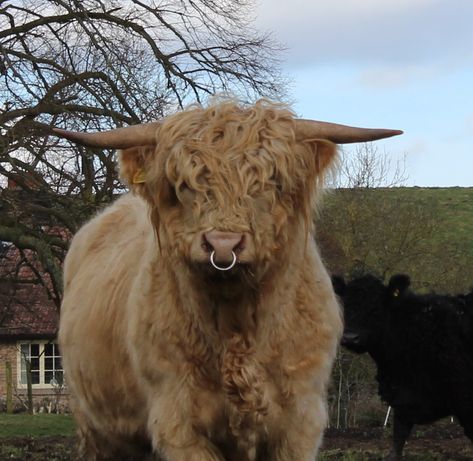 Wykeham Highland's Bull blonde bull. Highland Cow Aesthetic, Bull Aesthetic, Hunter Core, Scottish Cows, Highland Bull, Zen Corner, Highland Coo, Highland Cow Painting, Scottish Cow