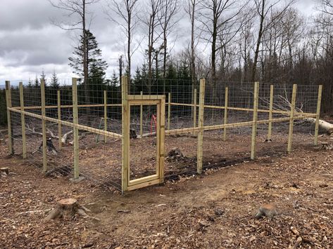 32’x32’ enclosure made of pressure treated lumber and cattle panels with 3’ dig guards. Dog Enclosure, Cattle Panels, Wolf Dog, Dog House, Lumber, Pigs, Dogs