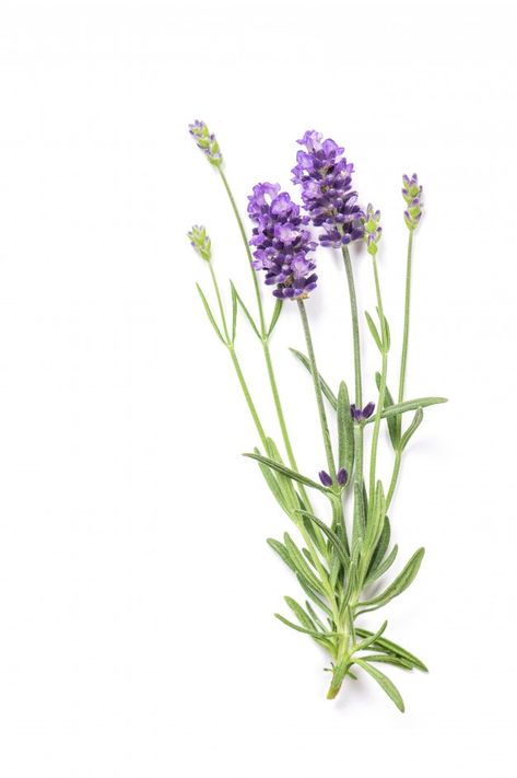 Lavender herb flowers isolated on white | Premium Photo #Freepik #photo #flower #floral #white #bouquet Herb Flowers, Jean Flowers, Lavender Photography, Lavender Photo, Lavender Farms, Floral Reference, Flower References, Dorm Room Art, Honey Label