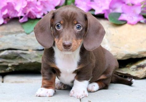 Miniature Dachshund Puppies For Sale ... Chiweenie Puppies, Dapple Dachshund Puppy, Miniature Puppies, Spaniel Puppies For Sale, Dachshund Puppies For Sale, Dachshund Puppy Miniature, Miniature Dachshunds, Dapple Dachshund, Long Haired Dachshund