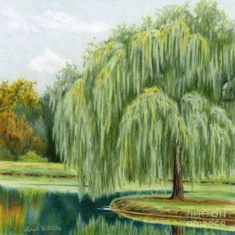 Willow Tree Drawing, Willow Tree Painting, Willow Tree Art, Art Pictures Ideas, Oak Tree Tattoo, Weeping Willow Tree, Tree Drawings Pencil, Tree Artwork, Colour Pencil