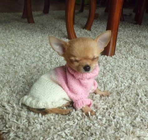 This Sleepy Little Princess Anjing Chihuahua, Psy Chihuahua, Baby Chihuahua, Teacup Chihuahua, Clean Memes, Cute Chihuahua, Funny Dog Pictures, Chihuahua Dog, Chihuahua Puppies