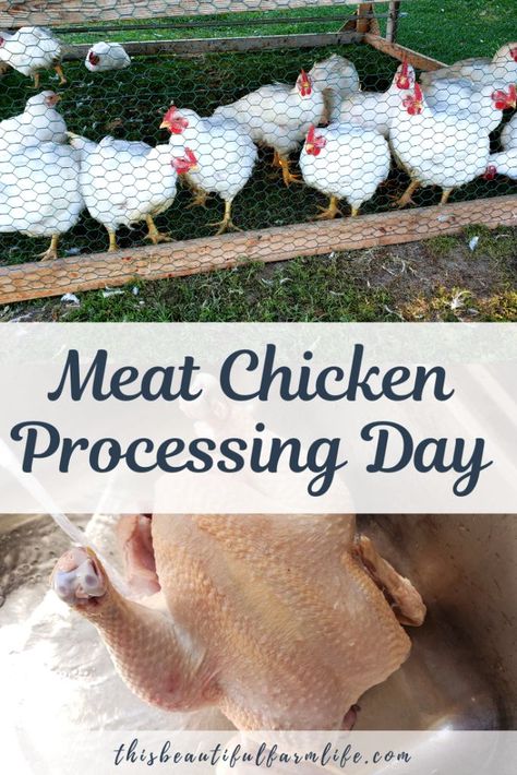 Chicken Processing, Raising Meat Chickens, Chicken Plucker, Live Chicken, Meat Birds, Broiler Chicken, Backyard Chicken Farming, Raising Backyard Chickens, Beautiful Farm