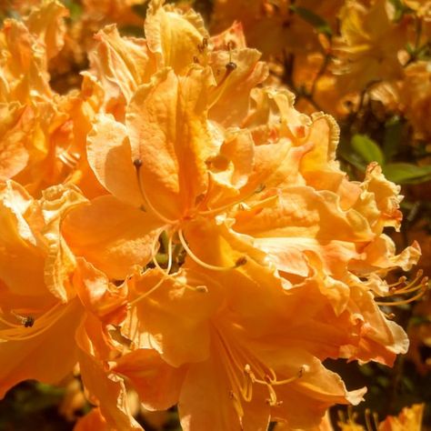 Yellow Azalea Rhododendron Plant Live Shrubs Bushes Flowers in 4" Pot, Very Hardy, Golden Color Rhododendron Plant, Azalea Flower, Stone Lantern, Japanese Garden Design, Garden Shrubs, Golden Color, Japanese Garden, Lawn Garden, Dark Aesthetic