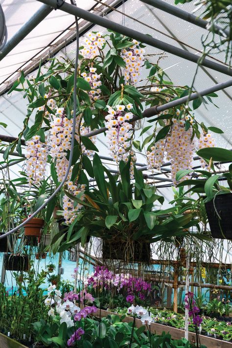 Law Orchids By Sue Long | Photography by Nick Gould #orchid #PyferGreenhouses #LittleBrookOrchids Orchid Shed Ideas, Orchid Garden Ideas Backyards, Orchid Shade House, Orchid Pergola, Orchid House Greenhouses, Orchid Room, Feng Shui Interior, Orchid House, National Orchid Garden Singapore