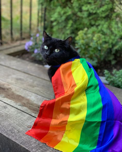 Flag Lgbt, Rainbow Flag Lgbt, Gay Flag, Pride Day, Silly Cats Pictures, Rainbow Cat, Bad Cats, Cat Icon, Rainbow Flag