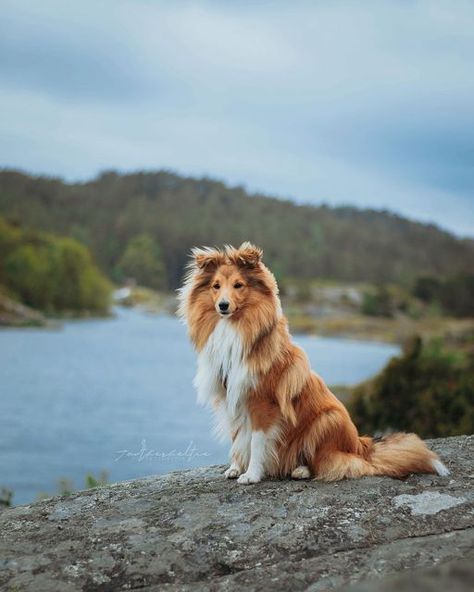 Sheltie Puppy, 1st June, Sheltie Dogs, Dogs Training, Dream Dog, Dog Photograph, Shetland Sheepdog, Animal Photos, Wall Posters