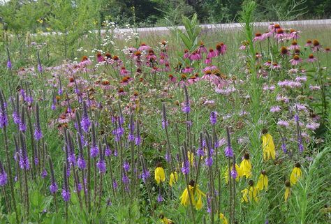 July prairie flowers off I35 by Ames IA (sbg) Prairie Flowers, Plant Combos, Serenity Garden, Tallgrass Prairie, Prairie Planting, Grass Garden, Prairie Flower, Prairie Garden, Meadow Garden