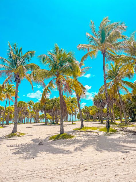 Palm trees, Miami Beach, crandon park , key largo , Virginia key, sunny day, blue skies, white sand, beach day, clouds, iguana , ocean view, bright blue water, jelly fish Crandon Park Beach Miami, Crandon Park, Labour Day Weekend, Labor Day Weekend, First Week, Blue Skies, Blue Lagoon, Miami Fl, Miami Beach