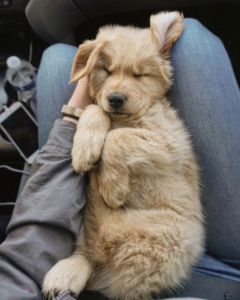 My sleepy guy loves lap naps! Productivity Inspiration, Dogs Sleeping, Sunset Beach Pictures, Pictures Of Dogs, Lap Dogs, Dog Cute, Bad Dog, Animal Photos, Sleeping Dogs