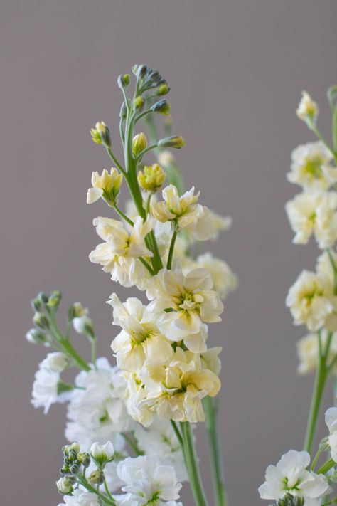 Cream Stock Flower, Butter Yellow Flowers, Stocks Flowers, White Stock Flower, Chamomile Wedding, Gilly Flower, Pastel Yellow Flowers, Singular Flower, Light Yellow Flowers