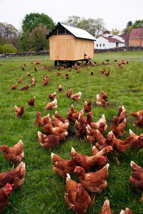 Road Island Red Chickens, Road Island, Rhode Island Red Hen, Rhode Island Red Chickens, Chicken Aesthetic, Laying Chickens Breeds, Laying Chickens, Best Egg Laying Chickens, Egg Laying Chickens