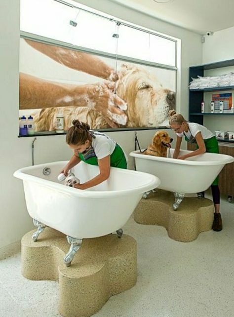 Pet Grooming Salon Design, Petshop Design Pet Store, Pet Shop Design, Dog Grooming Salon Decor, Hotel Pet, Pet Store Ideas, Animal Shop, Dog Boarding Kennels, Pet Cafe