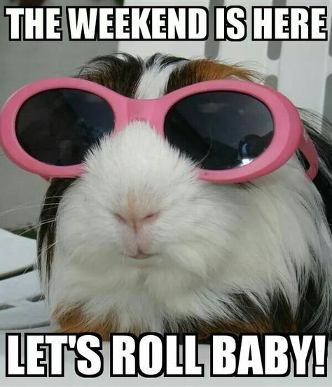 The Weekend Is Here, Let's Roll Baby! Funny Animal Pictures, Tumblr, Saturday Memes, Good Morning Happy Weekend, Saturday Humor, Cute Guinea Pigs, Master Chef, Love Memes, Guinea Pig