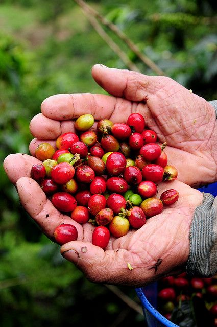 Coffee, Colombia. Permaculture Farm, Coffee Process, Colombian Coffee, Coffee Farm, Environmental Sustainability, Roasted Coffee Beans, Nutrition Education, Speciality Coffee, Coffee Travel