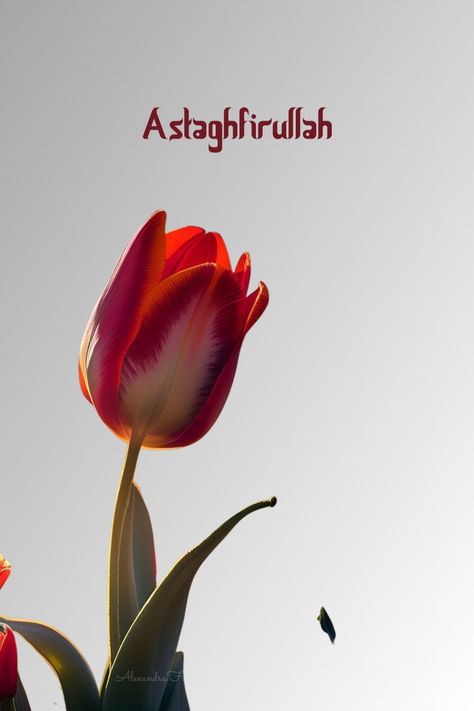 Android wallpaper Astagfirullah Quotes, Astagfirullah Wallpaper, Forgiveness Quotes, Phone Wallpaper Pink, Wallpaper Pink, Phone Wallpaper For Men, Muslim Quotes, Book Photography, Flower Wallpaper