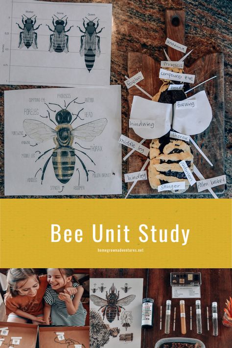 Bee Unit Study : 5 hands on learning ideas to do with your children when learning about bees. #bee #unitstudy #homeschool Homeschool Insect Unit, Honey Bee Unit Study, Bee Curriculum Preschool, Bee Unit Study For Preschool, Bee Homeschool Unit, Bee Nature Study, Bug Unit Study, Elementary Unit Study Ideas, Bee Lesson Plans For Preschool